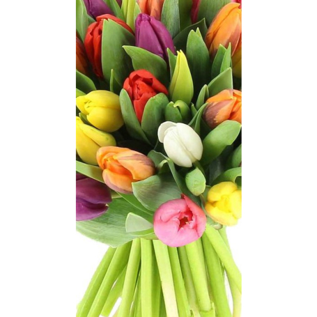 Bouquet de 20 Tulipes Multi couleurs.